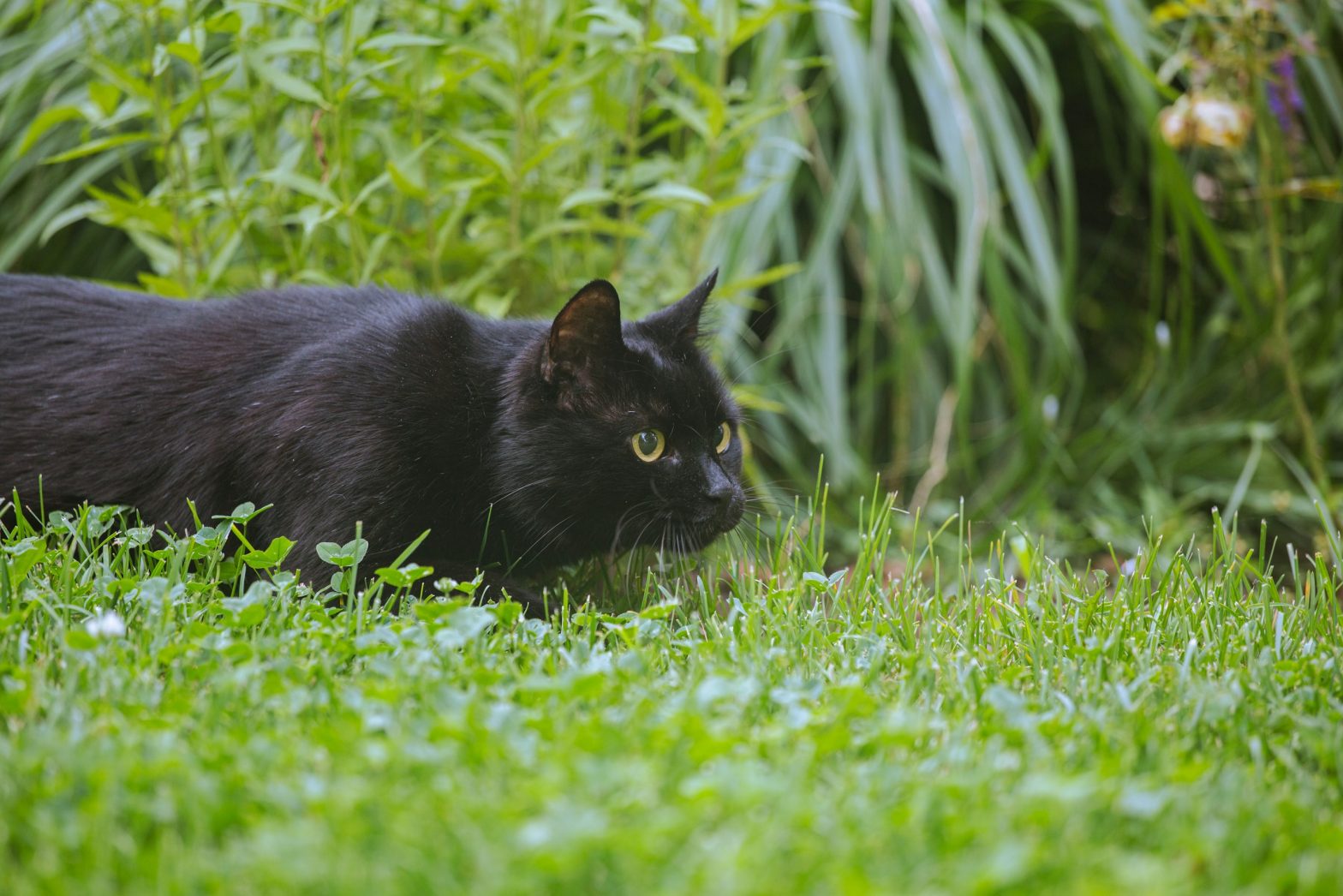 A black cat crouching in the grass while exploring a lush summer garden.