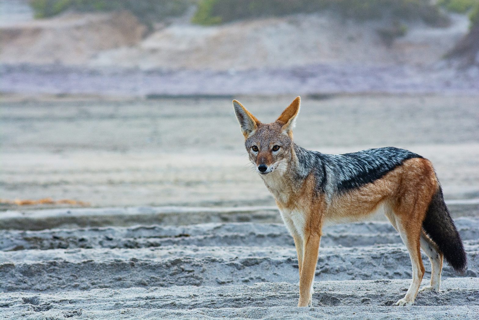 Black-backed Jackal on a misty beach