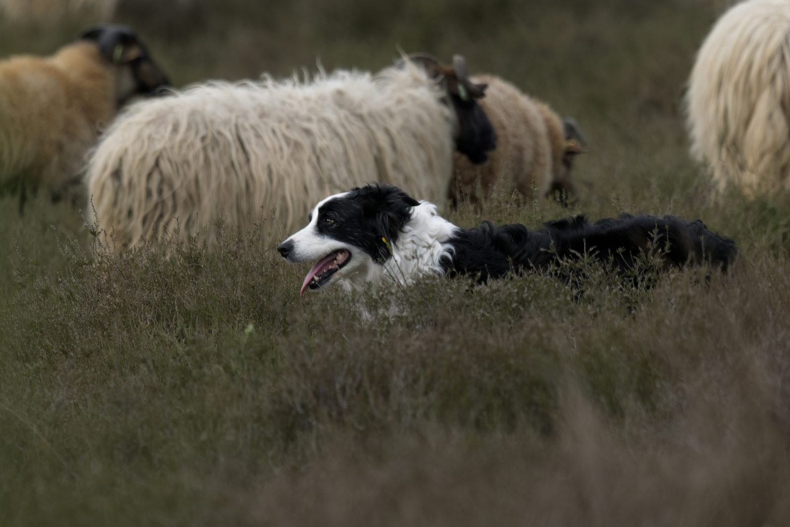 Herding dog moves and guard the flock of sheep