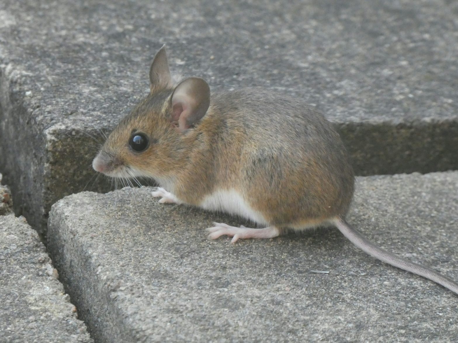 Wood mouse